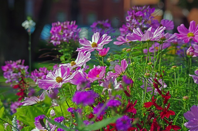 Kwiaty w ogrodzie po porządkach ze sprzętem BMK Rzeszów